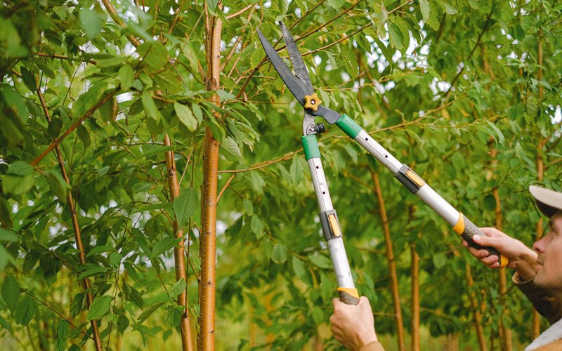 Tree trimming in Gwynedd Valley, PA