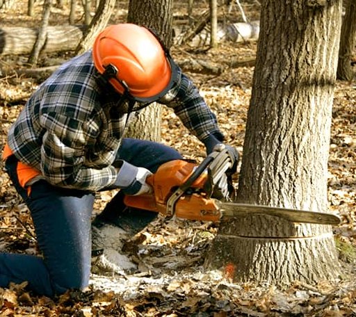 Tree Removal in Gwynedd Valley, PA